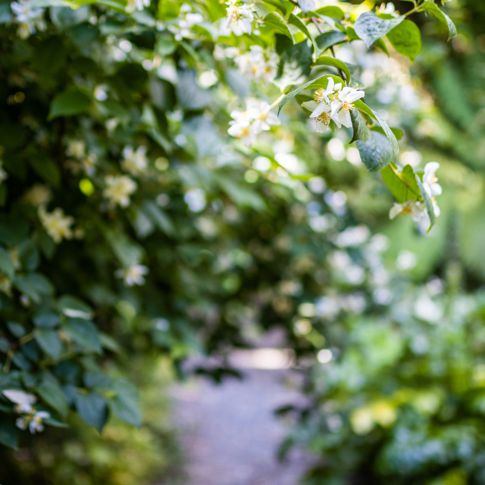 Philadelphus 'Beauclerk'