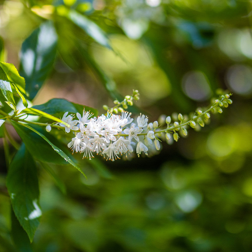 Clethra alnifolia