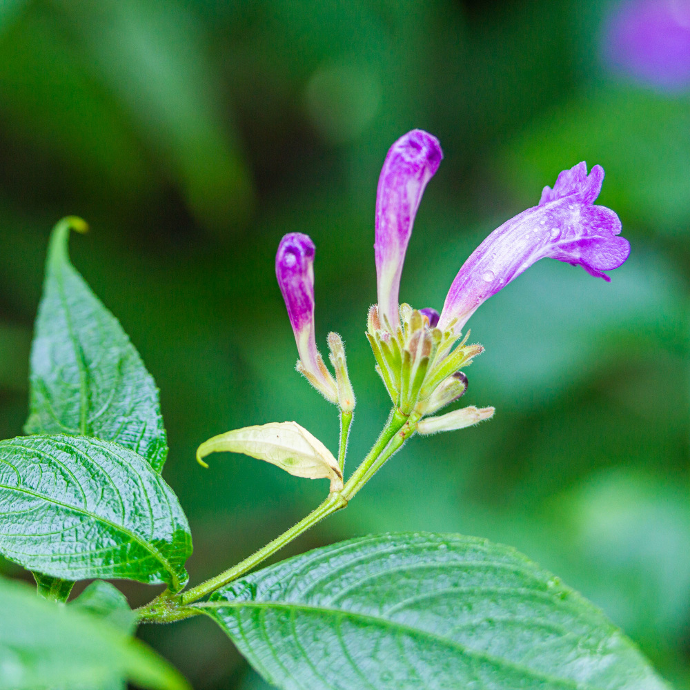 Strobilanthes wallichii