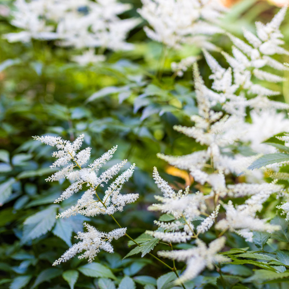 Astilbe 'Deutschland'