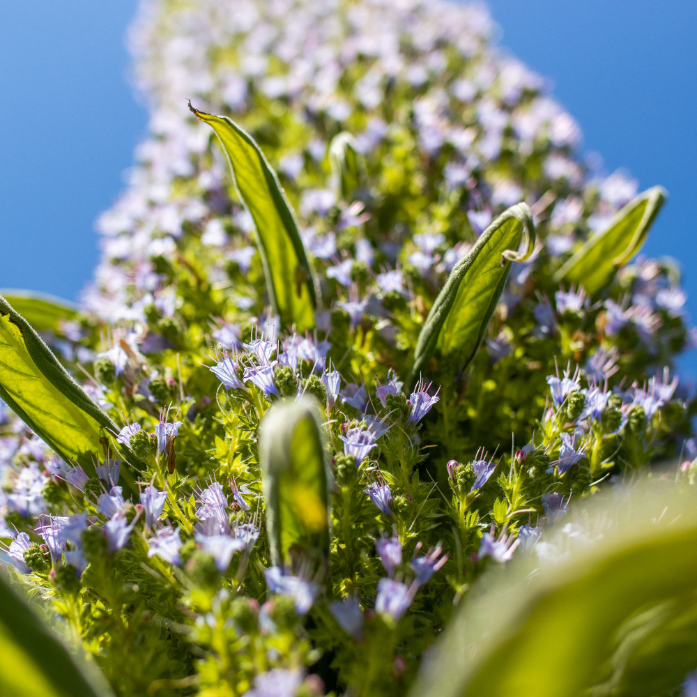 Echium pininana