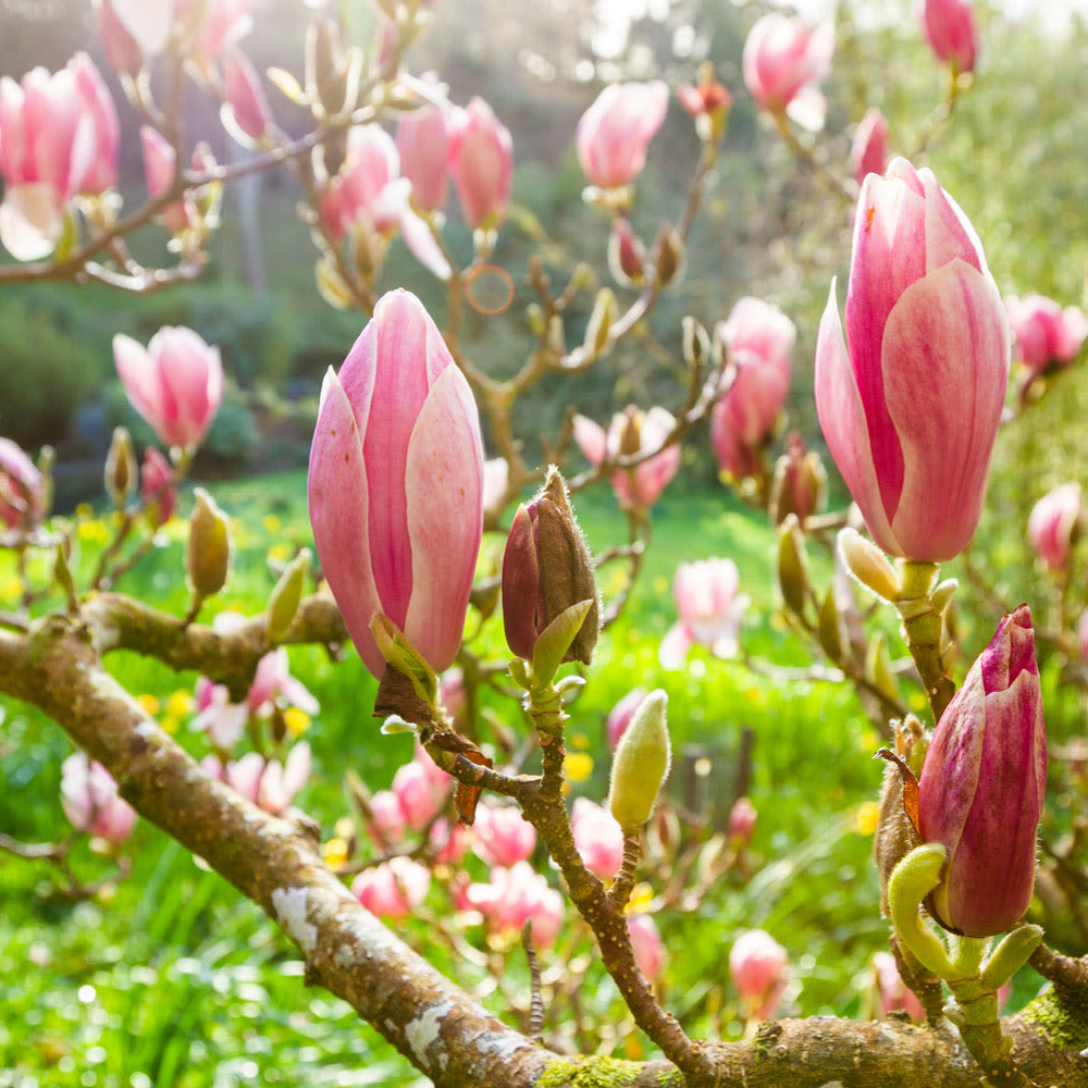 Magnolia x soulangeana