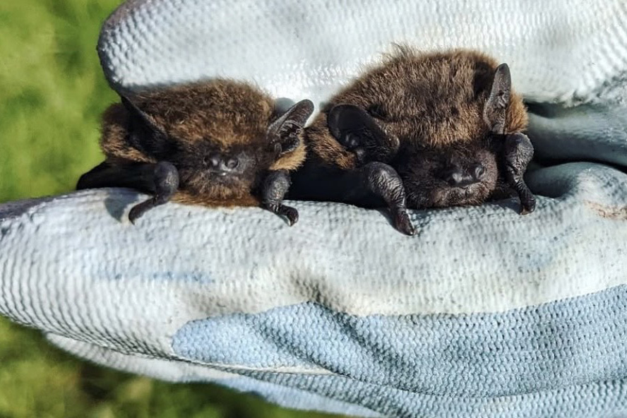 Two bats in a gloved hand