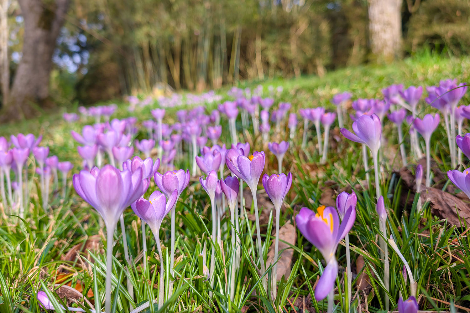 Trebah Garden in February