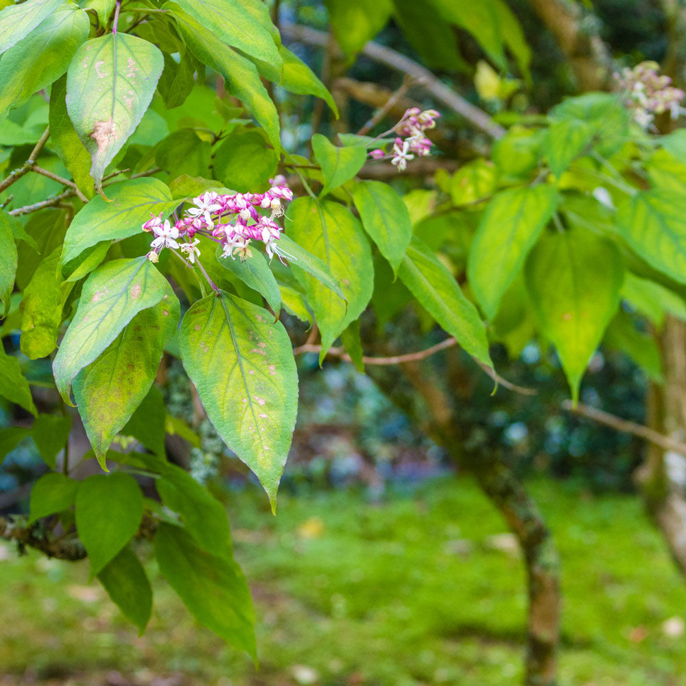 Clerodendrum trichotomum var. fargesii