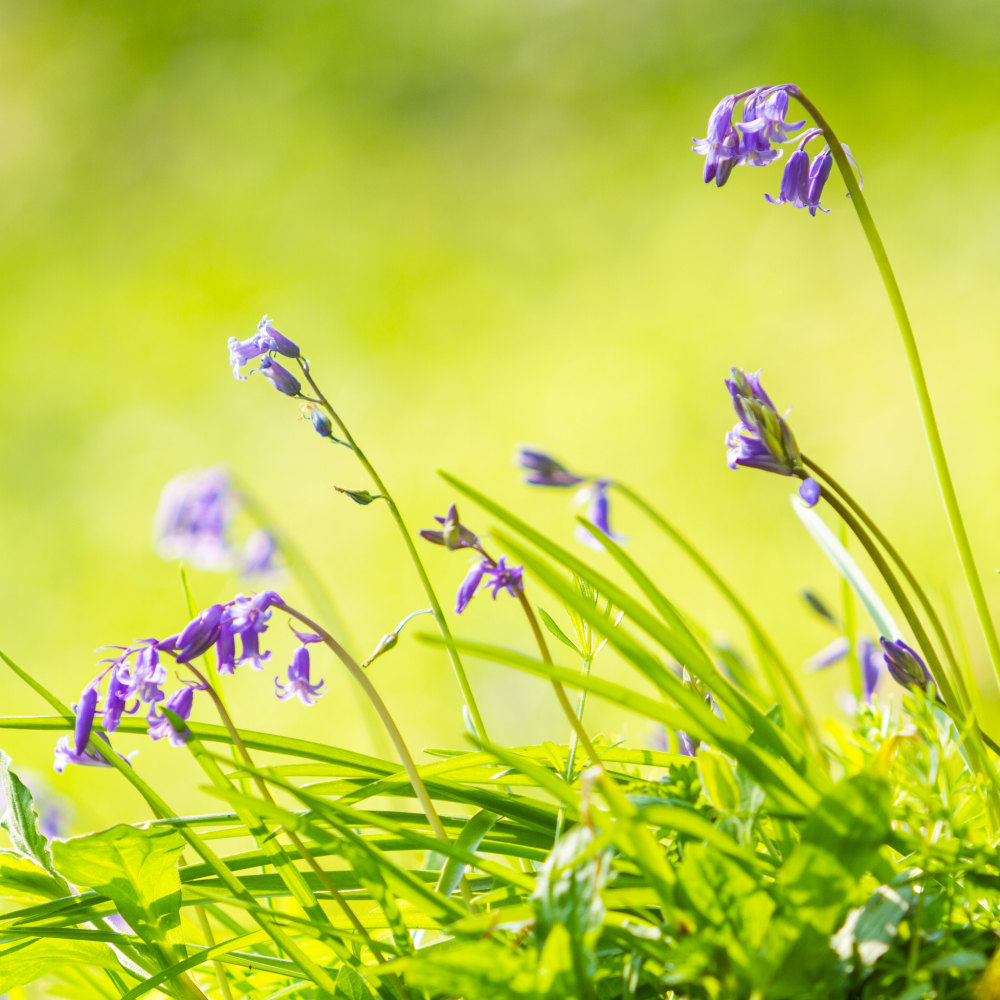 Hyacinthoides non-scripta