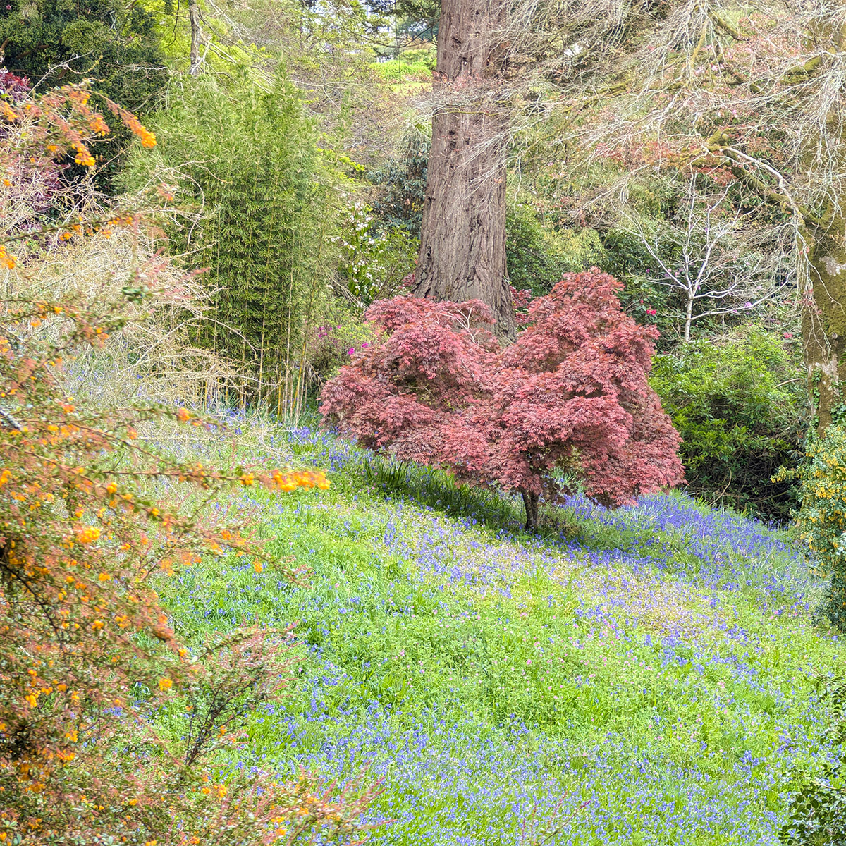 Bluebells in the Chilean Coomb