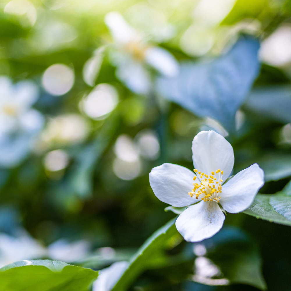 Philadelphus 'Beauclerk'