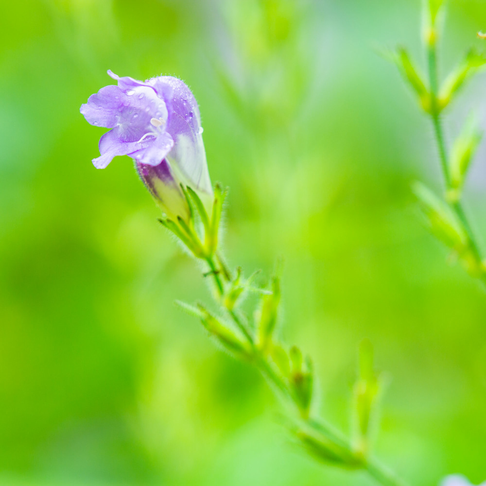 Strobilanthes wallichii