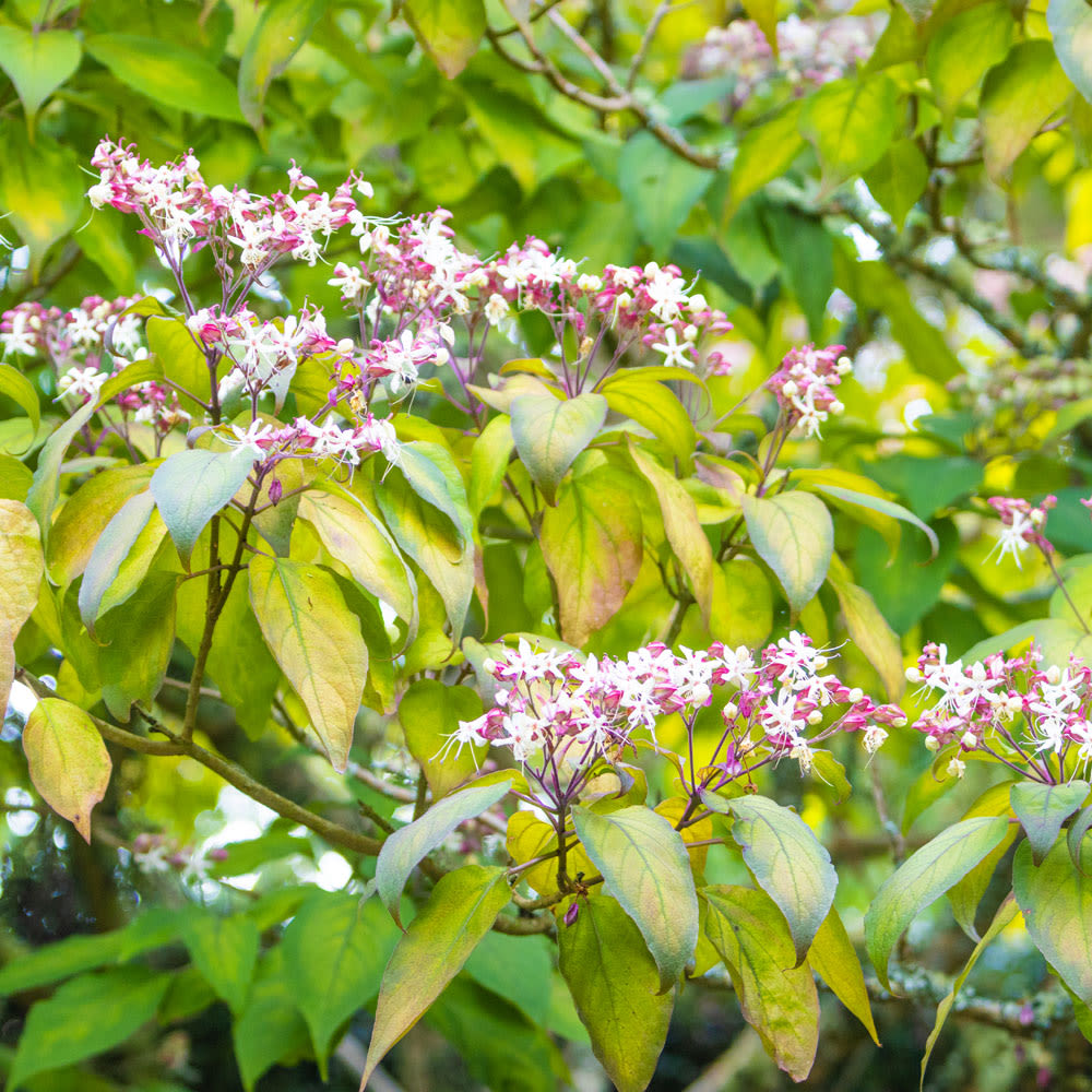 Clerodendrum trichotomum var. fargesii