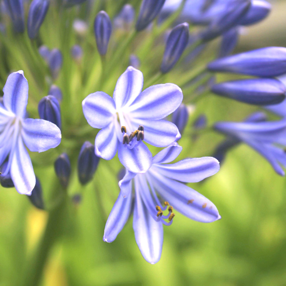 Agapanthus africanus