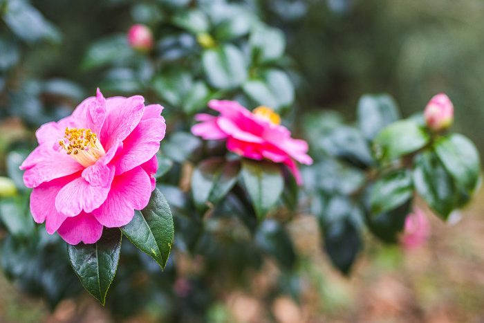 Camellia japonica 'Inspiration'
