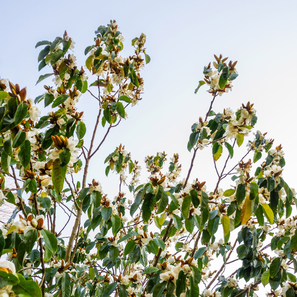 Magnolia doltsopa 'Silver Cloud'