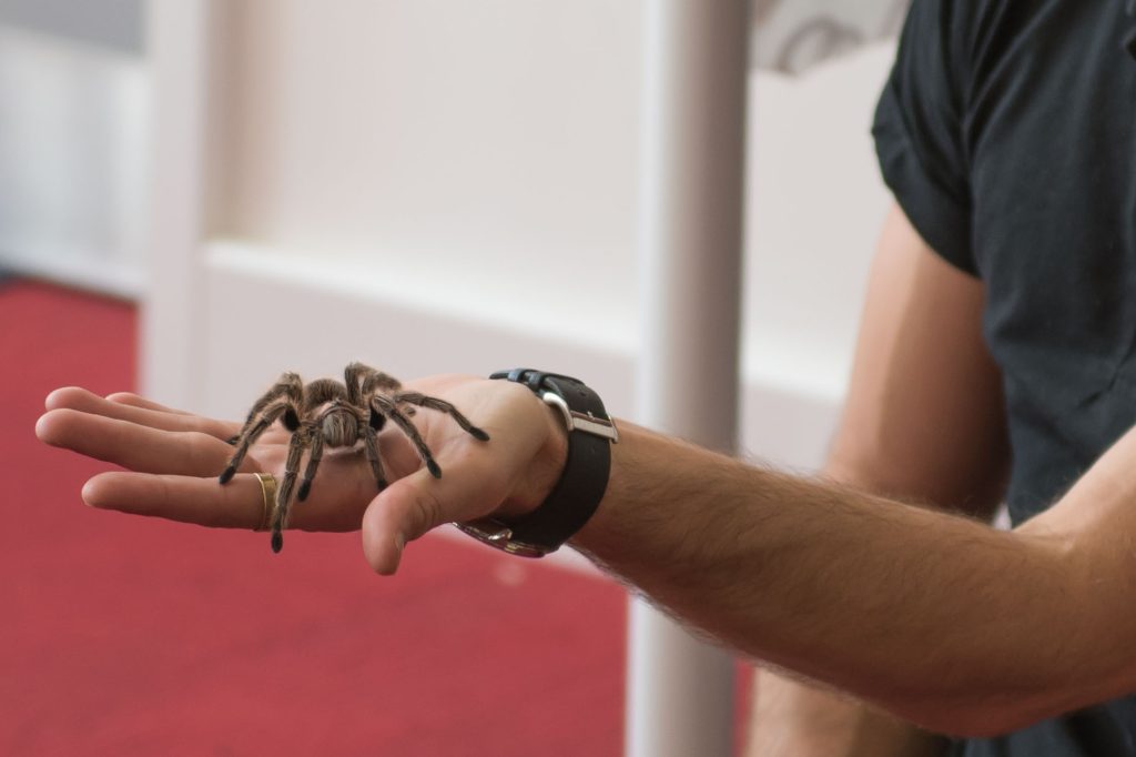 Person with a tarantula on their hand