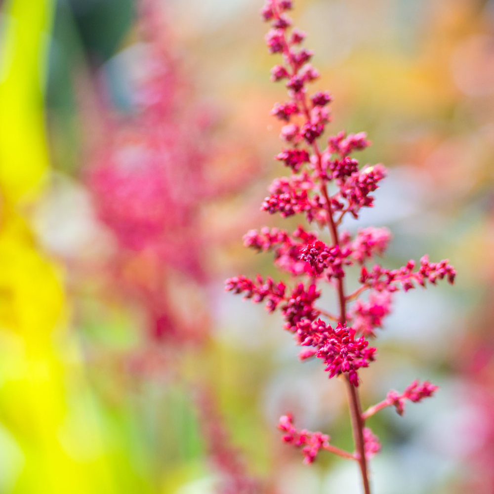 Astilbe 'Fanal' (x arendsii)