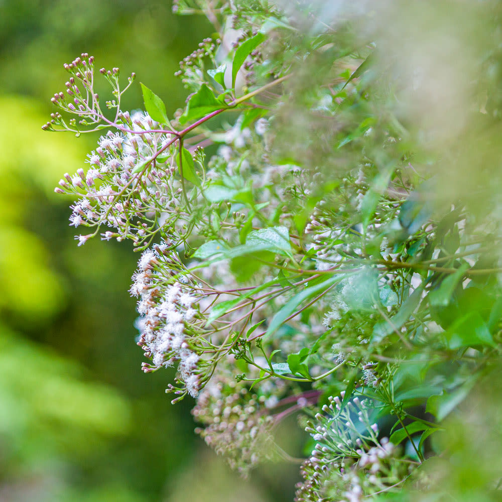 Ageratina ligustrina