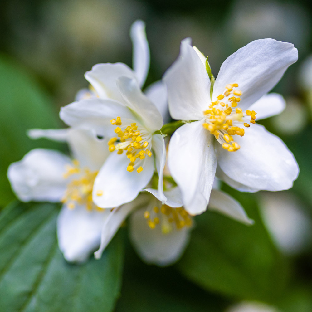 Philadelphus 'Beauclerk'