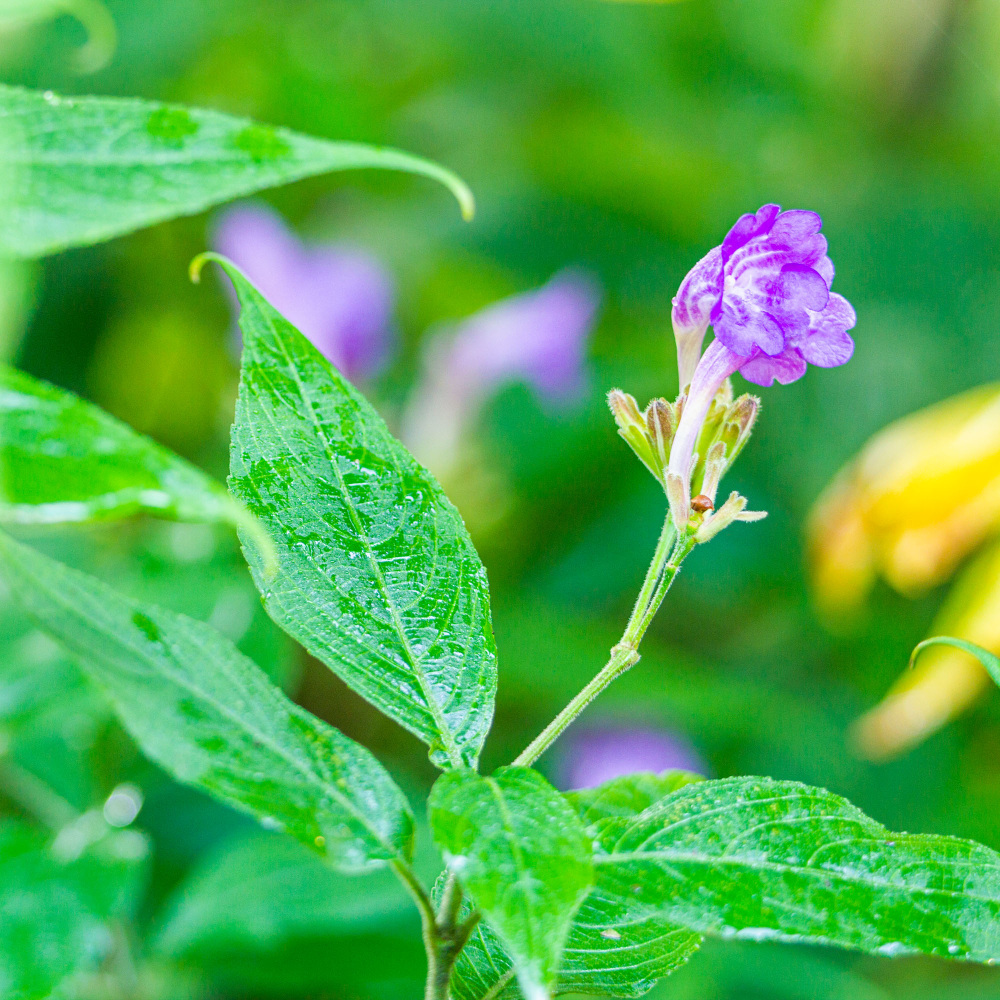 Strobilanthes wallichii