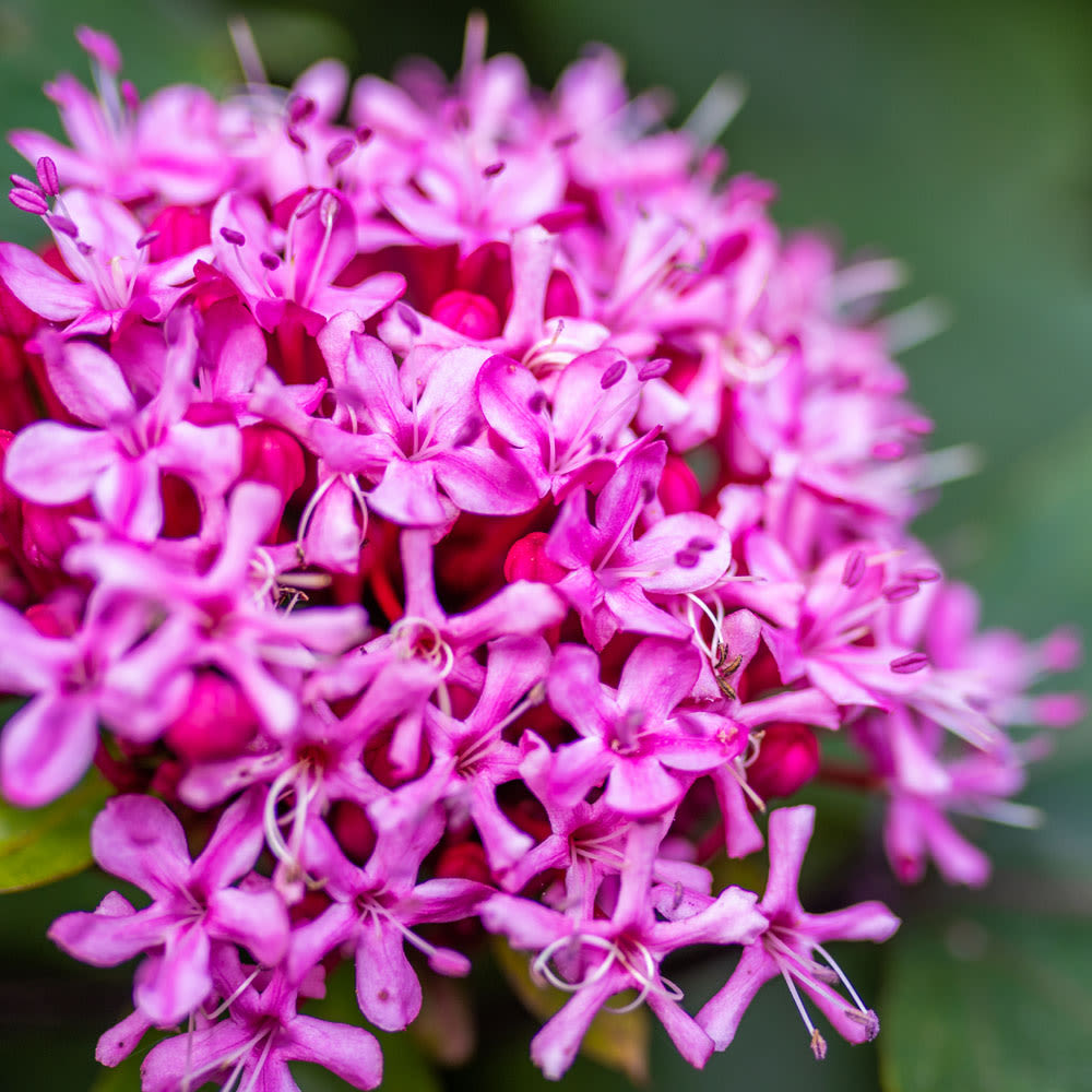 Clerodendrum bungei