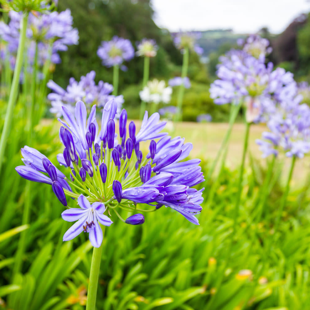 Agapanthus africanus