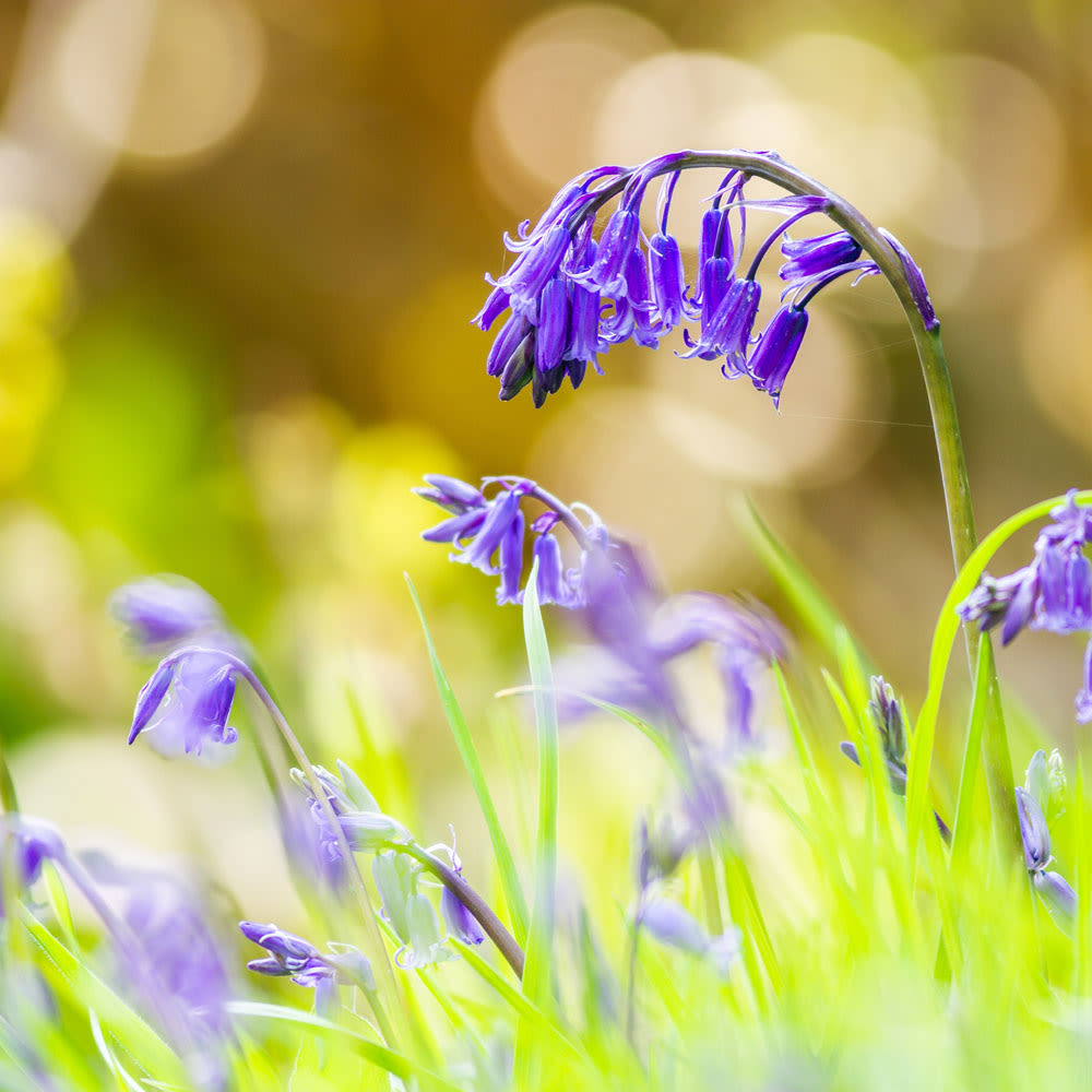 Hyacinthoides non-scripta