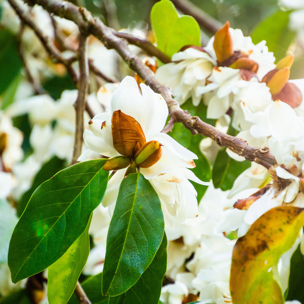 Magnolia doltsopa 'Silver Cloud'