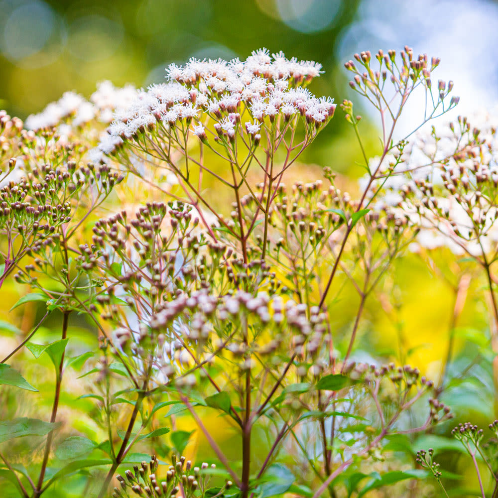Ageratina ligustrina