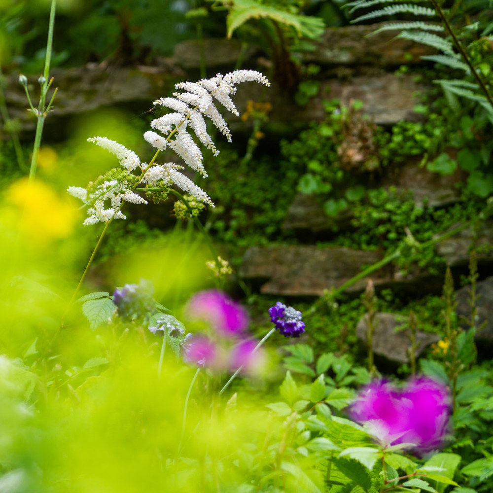 Astilbe 'Deutschland'