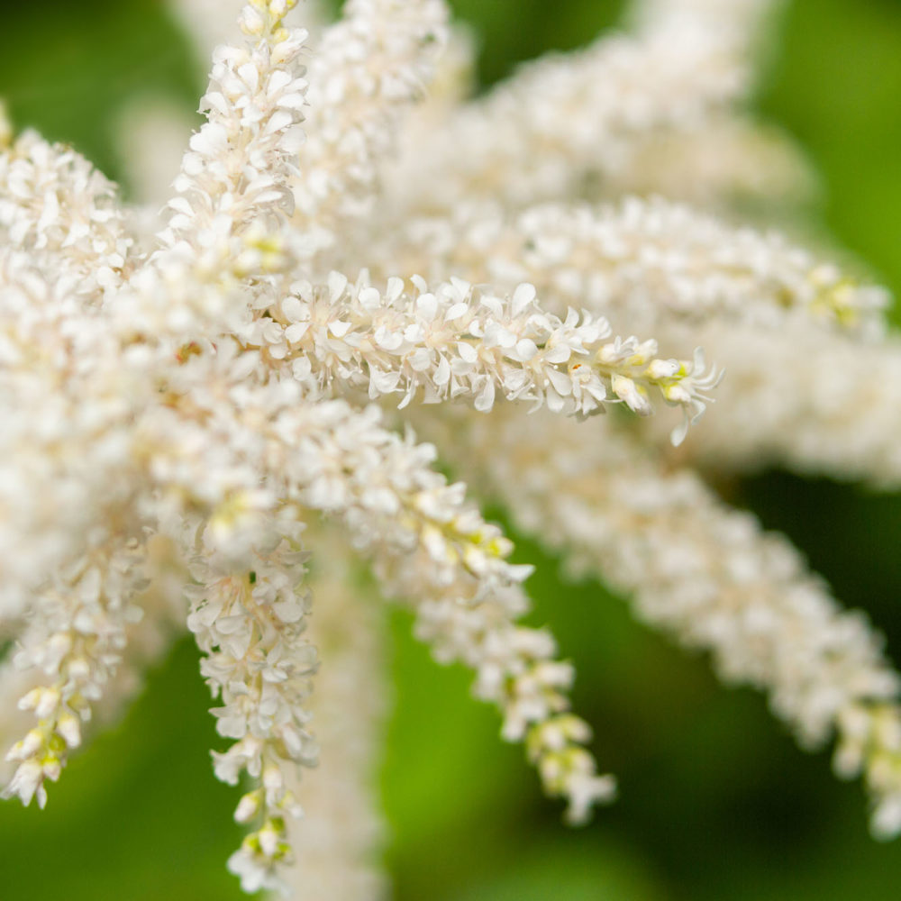 Astilbe 'Deutschland'