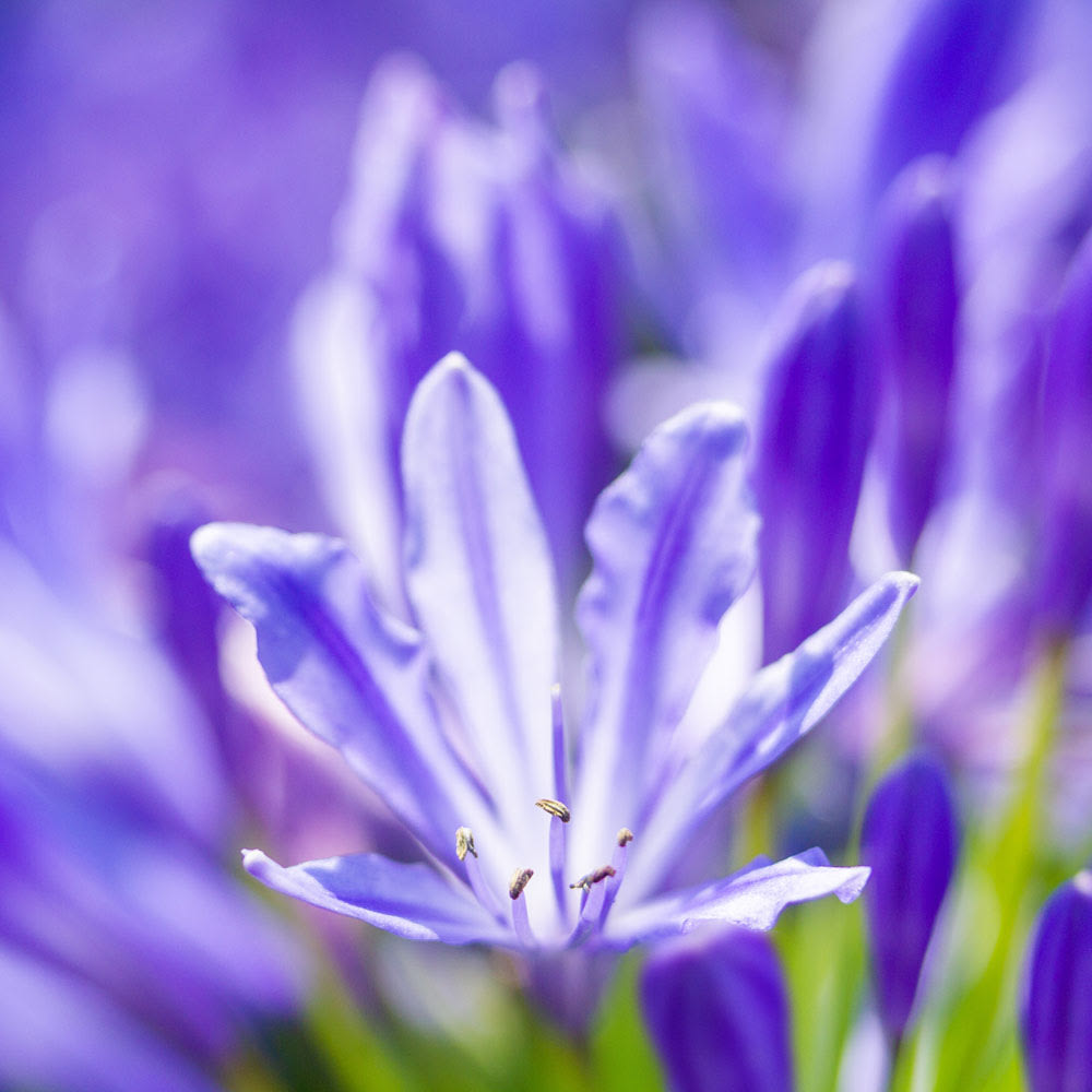 Agapanthus africanus