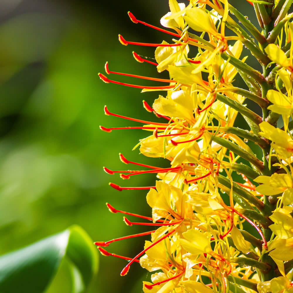 Hedychium gardnerianum