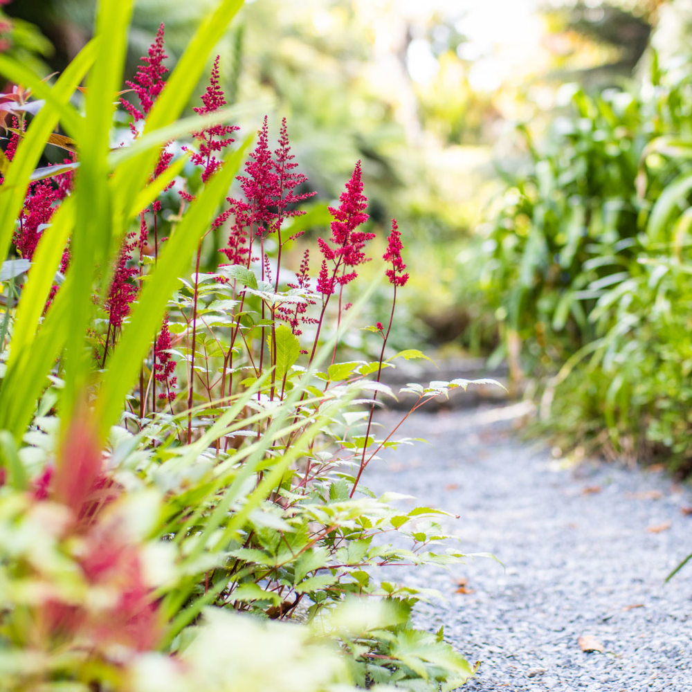 Astilbe 'Fanal' (x arendsii)