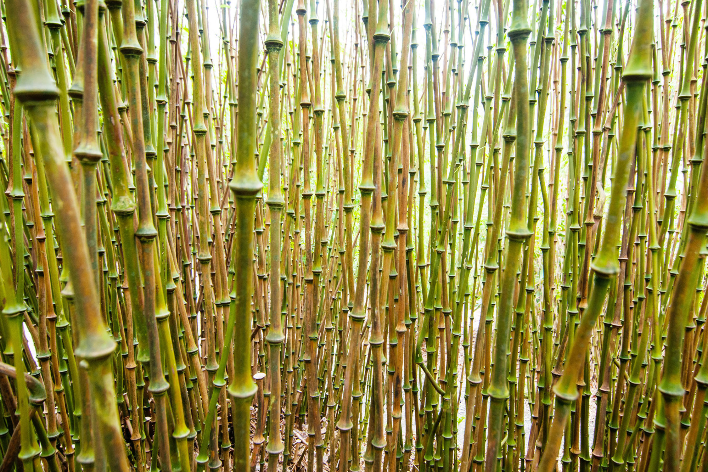Bamboozle - Trebah Garden