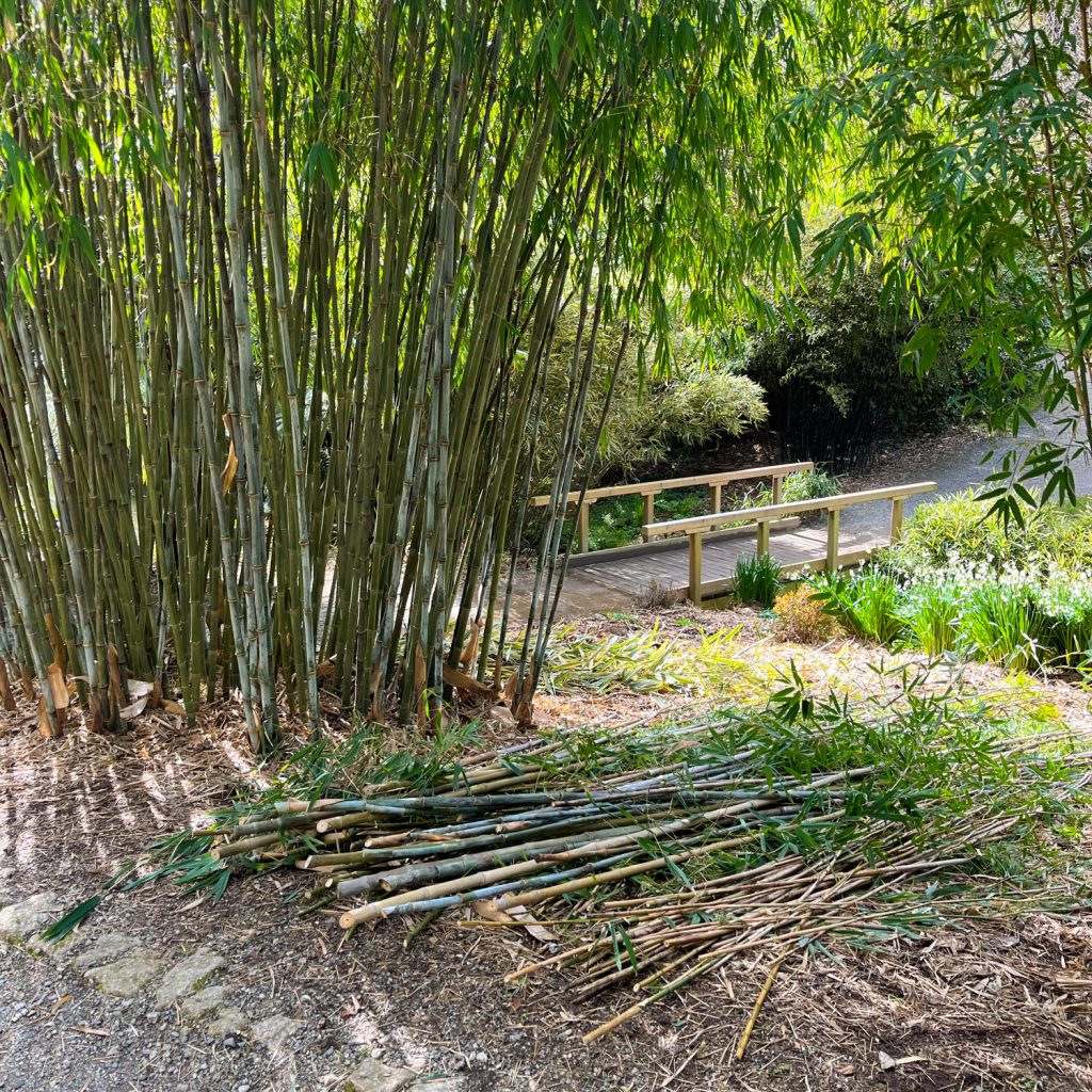 Bamboo clearance at Trebah