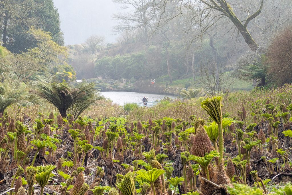 Gunnera at Trebah