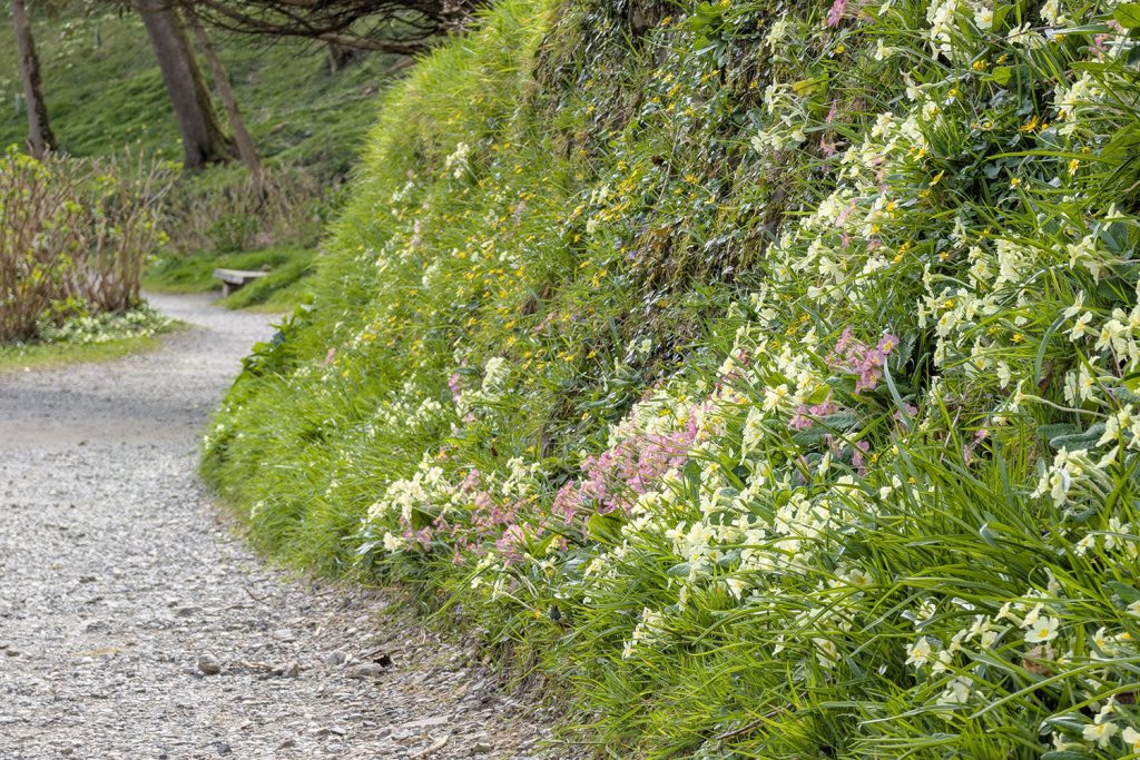 Primroses at Trebah