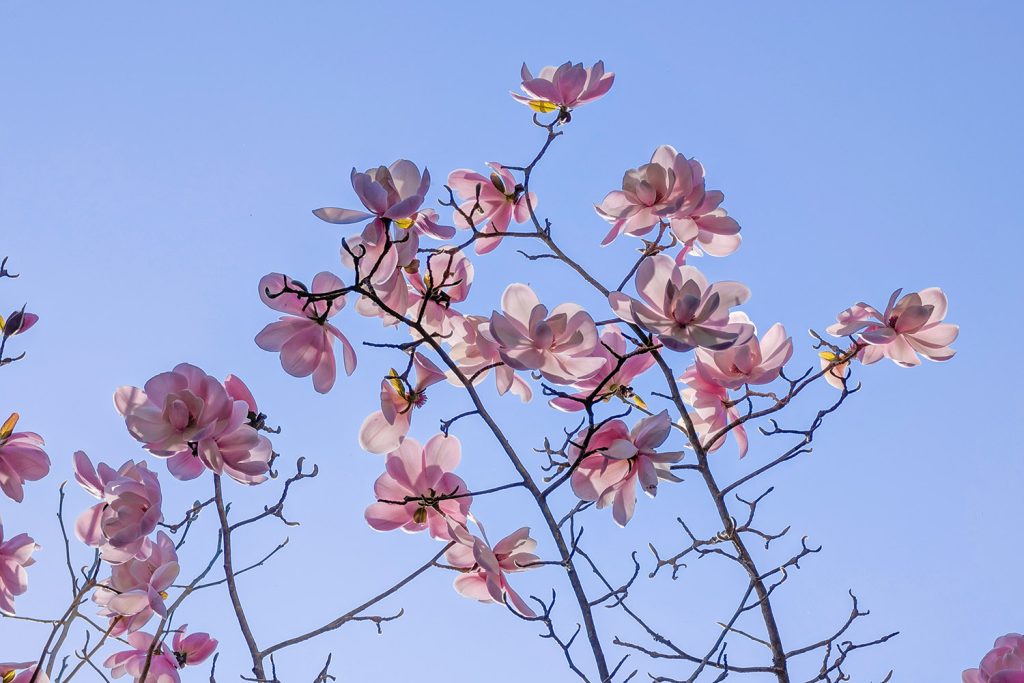 Magnolia at Trebah
