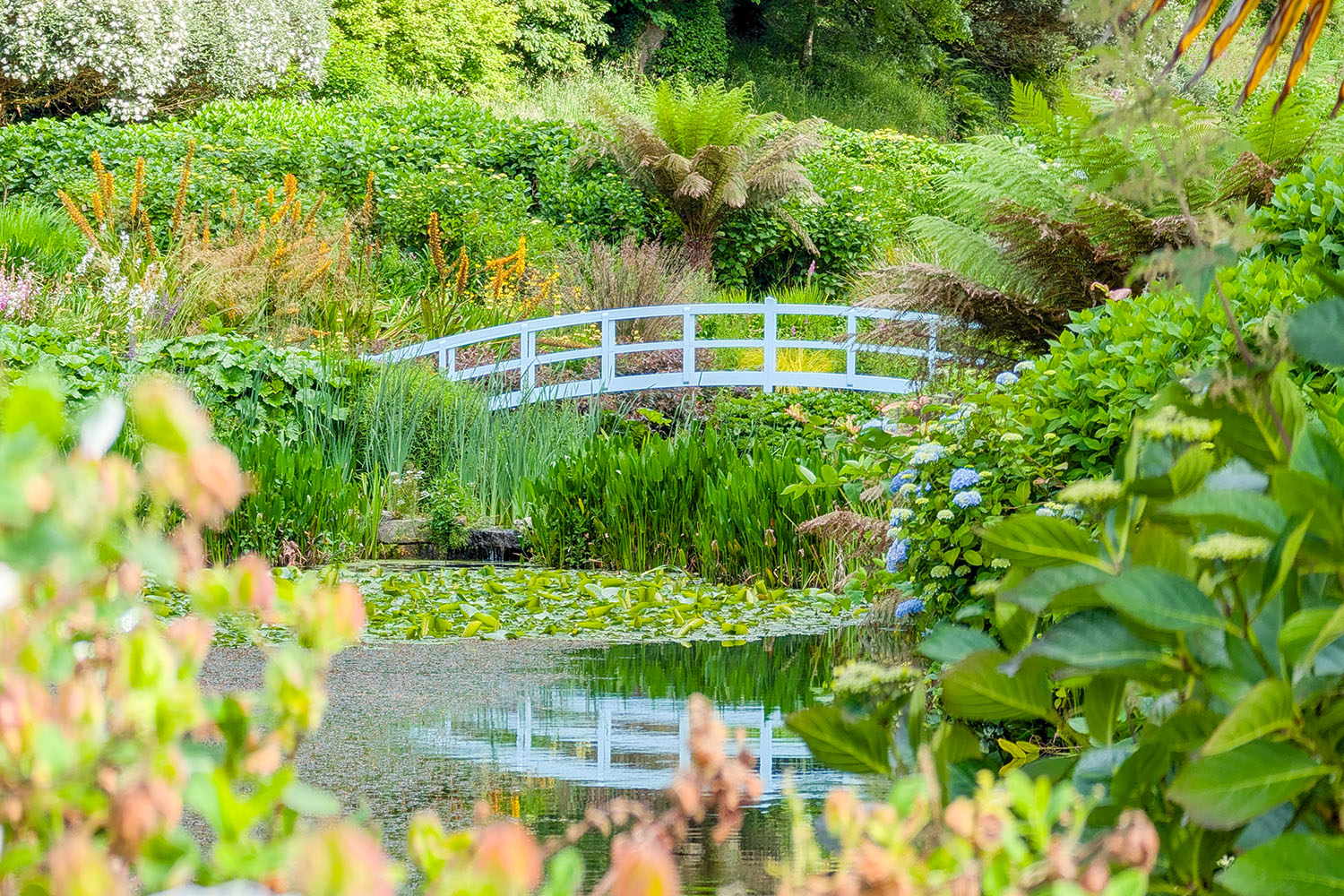 Trebah Garden in June