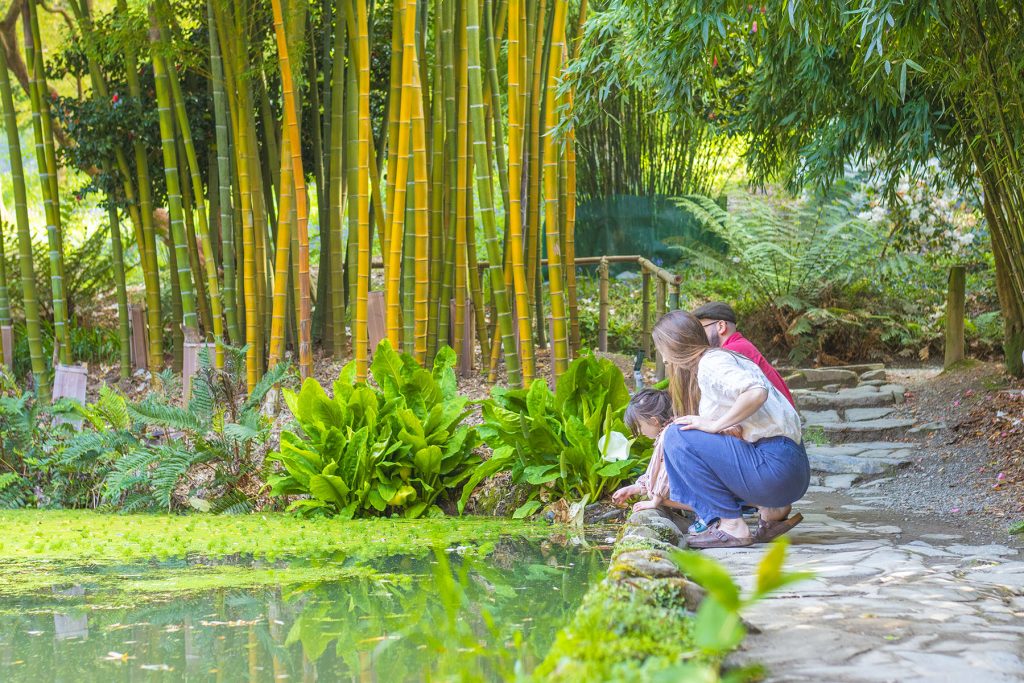 Family looking at a pond at trebah