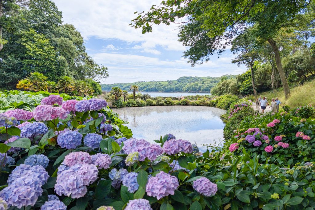 Trebah Garden in July