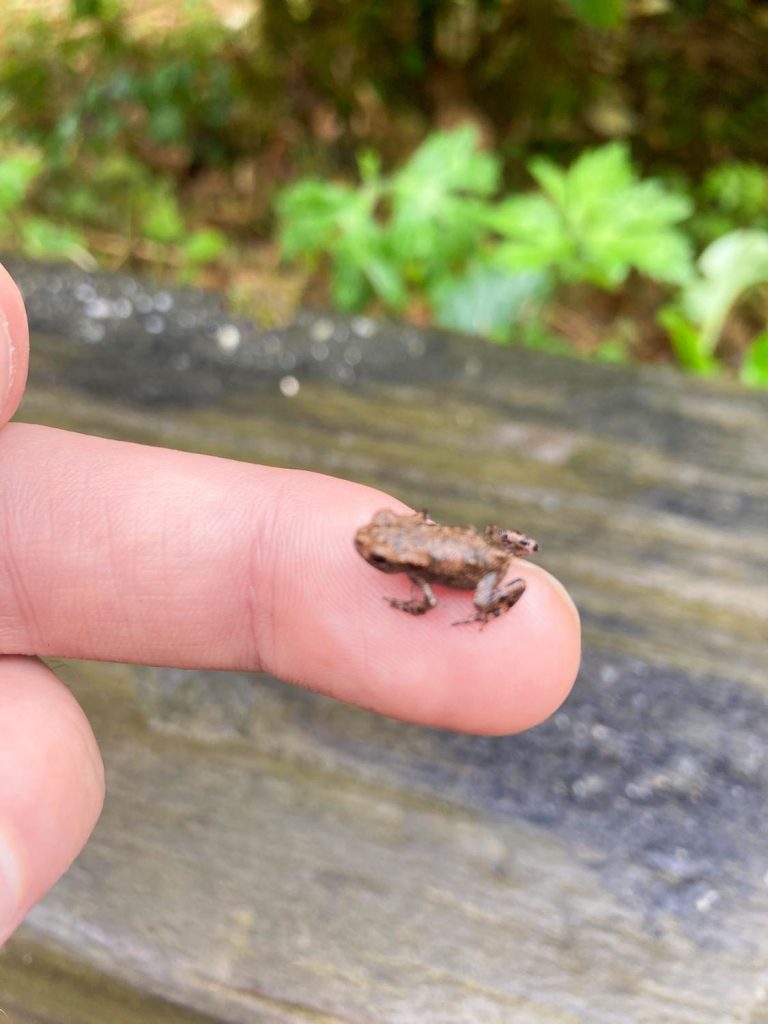Small Toadlet on a finger
