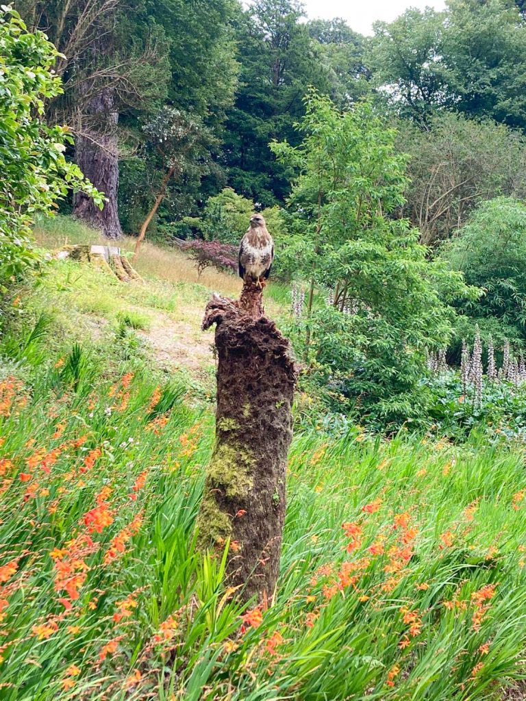 Buzzard sat on a tree fern