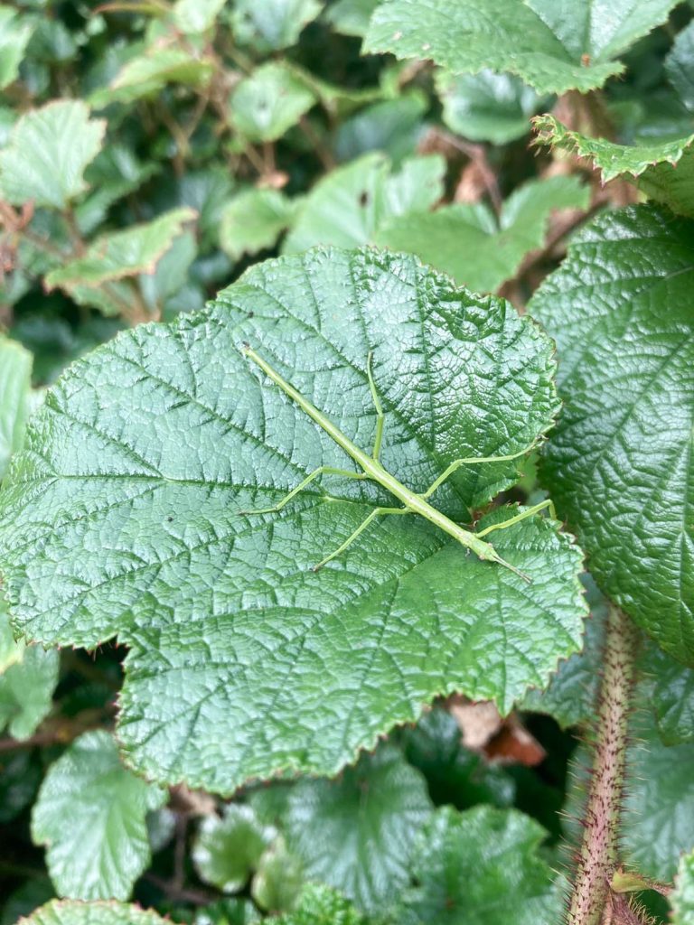 Stick insect on a leaf