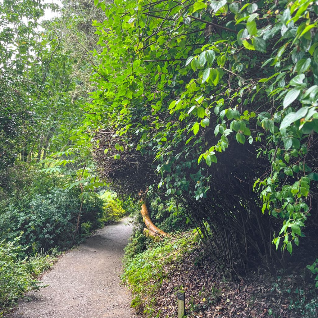 Pathway with overhanging plants at Trebah
