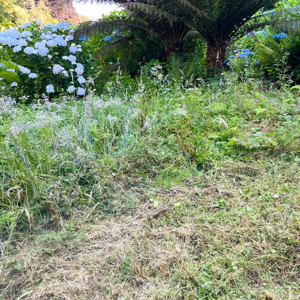 Mown wildflower bank at Trebah