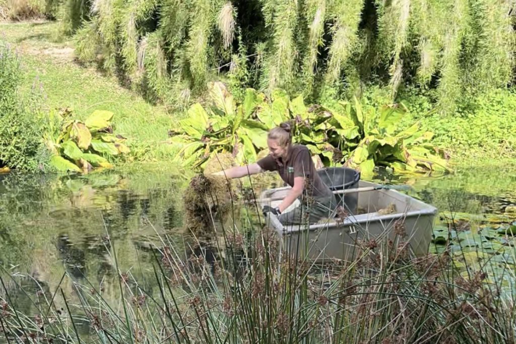 Trebah gardener in a boat on a pond