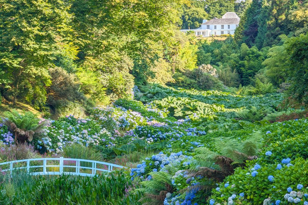 Trebah Garden in August