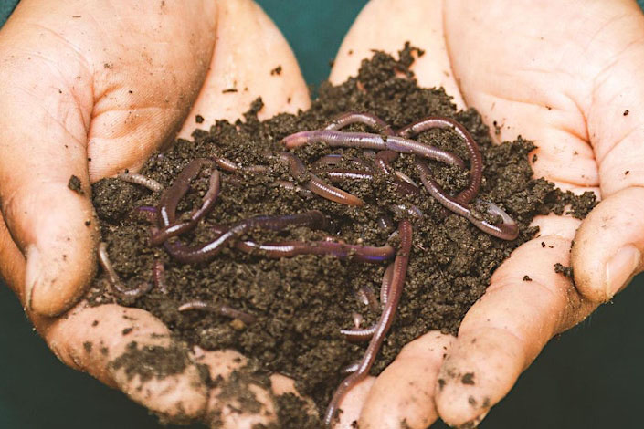 Hand holds soil with worms in