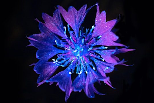 Biofluorescent plant