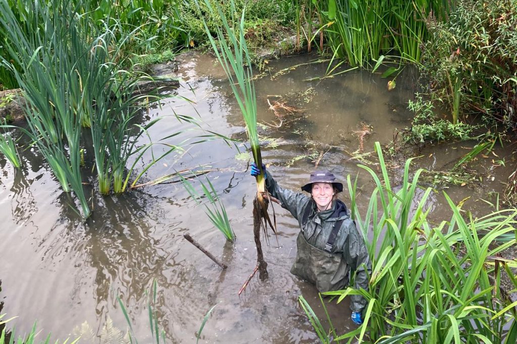 Gardener in waders in a pond at Trebah